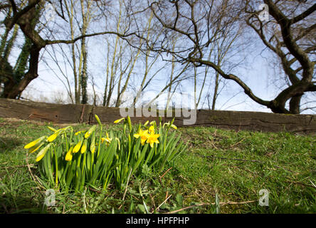 Otley, West Yorkshire, Großbritannien. 22. Februar 2017. Die ersten Zeichen des Frühlings als Narzissen beginnen zu Credit öffnen: Windmühle Bilder/Alamy Live News Stockfoto