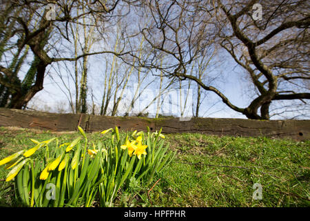 Otley, West Yorkshire, Großbritannien. 22. Februar 2017. Die ersten Zeichen des Frühlings als Narzissen beginnen zu Credit öffnen: Windmühle Bilder/Alamy Live News Stockfoto