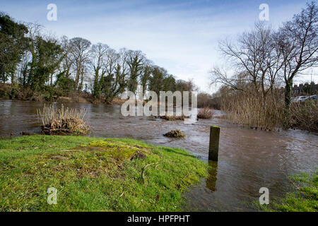 Otley, West Yorkshire, Großbritannien. 22. Februar 2017. Hohen Flußniveaus auf dem Fluß Wharfe nahe Otley, Leeds, West Yorkshire Credit: Windmühle Bilder/Alamy Live News Stockfoto