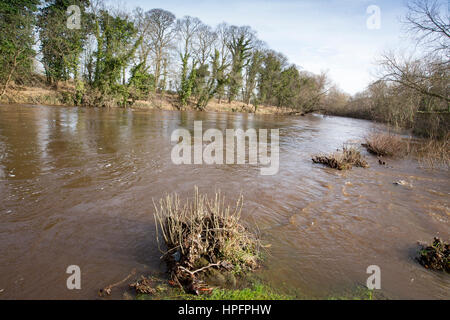 Otley, West Yorkshire, Großbritannien. 22. Februar 2017. Hohen Flußniveaus auf dem Fluß Wharfe nahe Otley, Leeds, West Yorkshire Credit: Windmühle Bilder/Alamy Live News Stockfoto