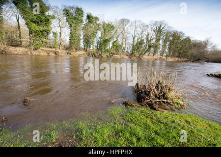 Otley, West Yorkshire, Großbritannien. 22. Februar 2017. Hohen Flußniveaus auf dem Fluß Wharfe nahe Otley, Leeds, West Yorkshire Credit: Windmühle Bilder/Alamy Live News Stockfoto