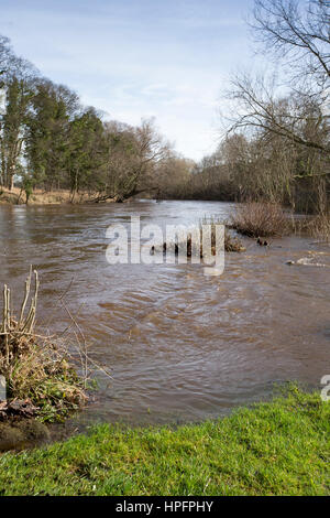 Otley, West Yorkshire, Großbritannien. 22. Februar 2017. Hohen Flußniveaus auf dem Fluß Wharfe nahe Otley, Leeds, West Yorkshire Credit: Windmühle Bilder/Alamy Live News Stockfoto