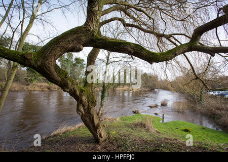 Otley, West Yorkshire, Großbritannien. 22. Februar 2017. Hohen Flußniveaus auf dem Fluß Wharfe nahe Otley, Leeds, West Yorkshire Credit: Windmühle Bilder/Alamy Live News Stockfoto