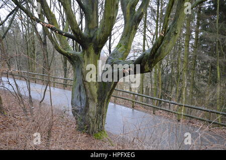 Berlin, Deutschland. 22. Februar 2017. Deutschland Wetter: grauer Tag in der Insulaner-Park in Berlin. Bildnachweis: Markku Rainer Peltonen/Alamy Live-Nachrichten Stockfoto