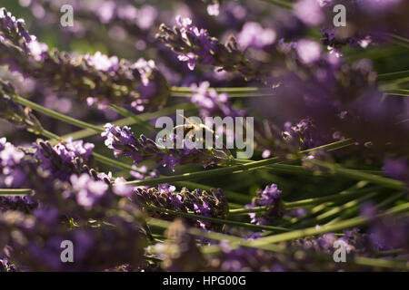 Biene auf Lavendel Blumen Stockfoto