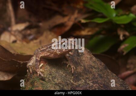 Eine junge Crested Kröte (Ingerophrynus Divergens) auf einem bemoosten Felsen im Regenwald auf Borneo, Ost-Malaysia, Sarawak, Kubah Nationalpark Stockfoto