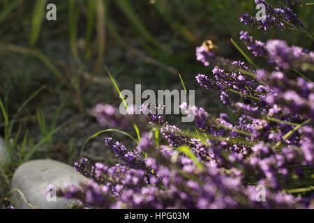 Syntomis Phegea auf Blumen Stockfoto