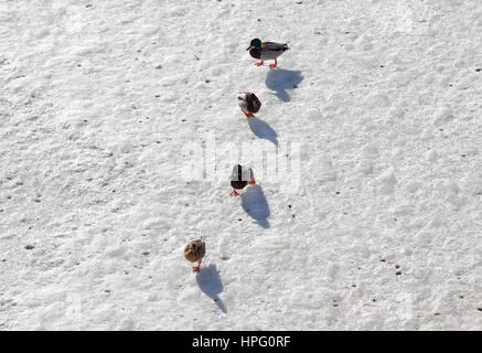 Männliche und weibliche Stockente Enten überqueren Sie auf dem Eis gefrorenen Fluss im winter Stockfoto