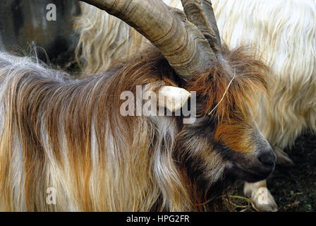 Orobica oder Valgerola ist eine Rasse der Hausziege von Val Gerola in der Provinz Sondrio, Bergamo Alpen Norditaliens. Stockfoto