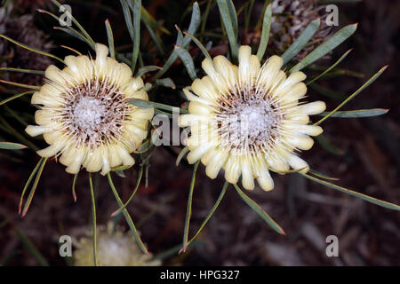 Nahaufnahme von Protea Distel Blumen-Protea Scolymocephala - Familie Proteaceae Stockfoto