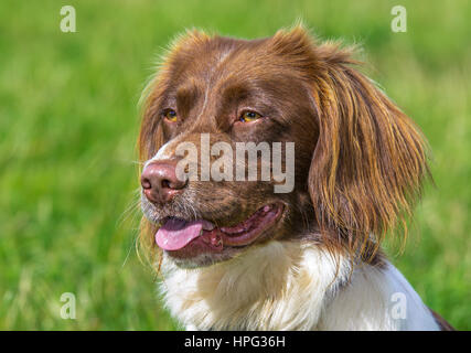 Braune und weiße Springer Spaniel Hund Stockfoto