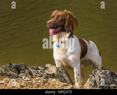 Braune und weiße Springer Spaniel Hund auf felsigen Strand Stockfoto
