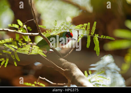 Der Barbet Malabar ist eine kleine Barbet in der indischen Westghats gefunden. Stockfoto