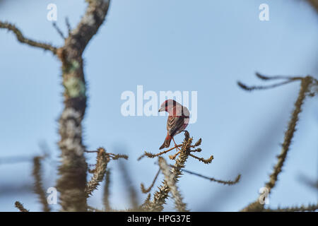 Männliche Haus Fink (Carpodacus Mexicanus) thront auf einem Geweih mit einem farbigen Hintergrund Stockfoto