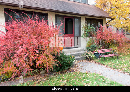 Gemütliches Haus auf meinem Block mit schönen roten Herbst Sträucher umrahmen den Eingang. St Paul Minnesota MN USA Stockfoto