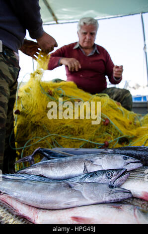 Fischer sammelt frische Fische aus gelben Fischernetze und Dann lege sie in einen Korb, auf Fischerboot, Kreta, Griechenland. Stockfoto