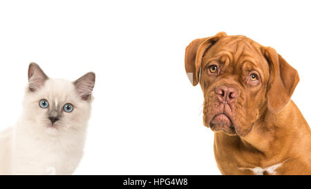 Niedliche Bordeaux Hund und Rag Doll Baby Katze Porträt vor der Kamera auf einem weißen Hintergrund Stockfoto