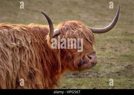 Eine Nahaufnahme von detailliertes Profil Porträt eines Stiers Highland Kuh den Kopf leicht gedreht, mit Blick auf den Betrachter Stockfoto