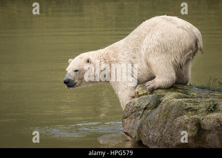 Bild eines Eisbären entstand nur aus dem Wasser und triefend nass auf einem Felsen stand und sah in den See Stockfoto