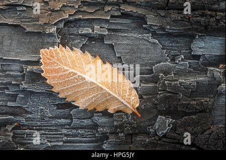 Ein Frost bedeckt süße Kastanien Blatt sitzen auf einem vereisten verbrannten Baumstamm. Stockfoto