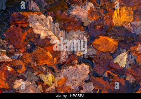Gefallene Herbstlaub im Wasser eines Teiches, durch warmes Sonnenlicht beleuchtet. Stockfoto