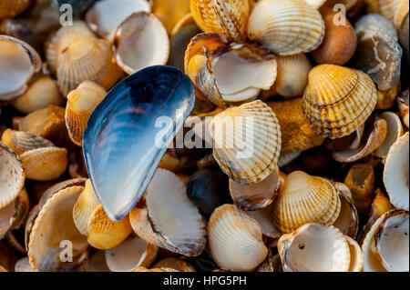 Eine Nahaufnahme Bild der Miesmuschel Shell sitting on Top of Herzmuschel Muscheln am Strand Stockfoto