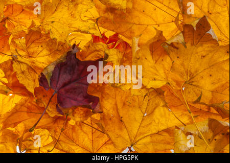 Rot Ahornblätter orange und gelb fotografiert in einem Studio zu bringen, das herbstliche Farbenspiel. Stockfoto