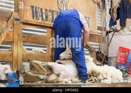 Queenstown, Otago, Neuseeland. Schafschur Demonstration bei Walter Peak High Country Farm. Stockfoto