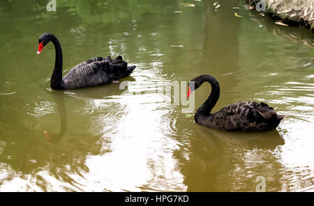 Ein paar schöne schwarze Schwäne auf dem See schwimmende. Stockfoto