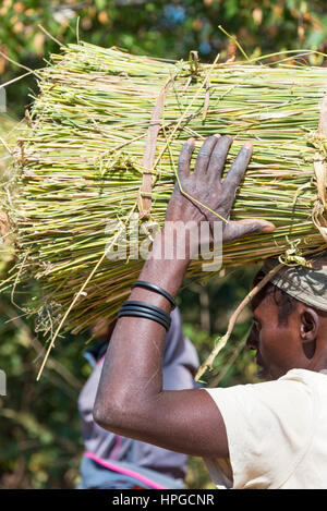 Afrikanische Frau sammelt Gras für Reetching in Simbabwe. Stockfoto