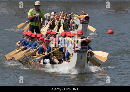 Drachenboot-Rennfahrer auf Ping Tom Memorial Park in Chicago. Stockfoto