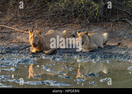 Löwen trinken in einer Pfanne in Simbabwes Mana Pools National Park. Stockfoto