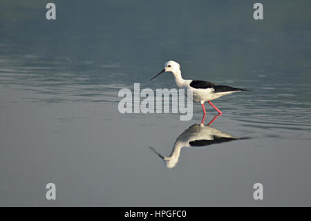 Stelzenläufer, Himantopus Himantopus. Vogel in der Nähe von Pune Stockfoto