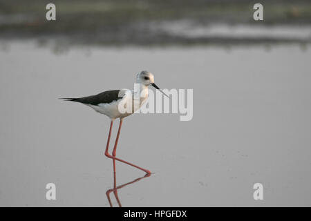 Stelzenläufer, Himantopus Himantopus. Ujjani Damm Backwaters, Bhigwan, Maharashtra, Indien Stockfoto