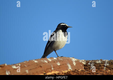 Weißer-browed Bachstelze, Motacilla Maderaspatensis. In der Nähe von Pune, Maharashtra Stockfoto