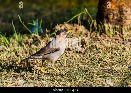 Brahminy Starling auf Rasen, Lebensmittel zu finden Stockfoto