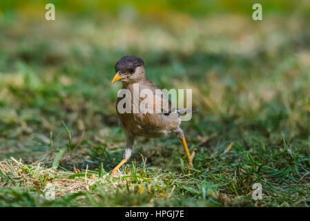 Brahminy Starling auf Rasen, Lebensmittel zu finden Stockfoto