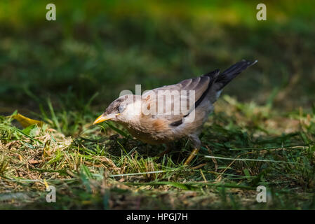 Brahminy Starling auf Rasen, Lebensmittel zu finden Stockfoto