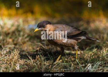 Brahminy Starling auf Rasen, Lebensmittel zu finden Stockfoto