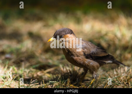 Brahminy Starling auf Rasen, Lebensmittel zu finden Stockfoto