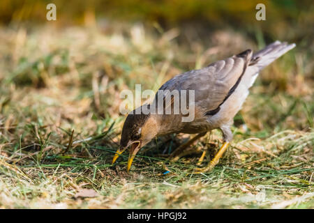 Brahminy Starling auf Rasen, Lebensmittel zu finden Stockfoto