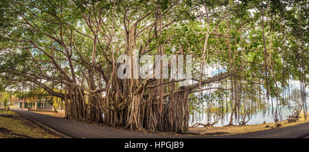 Großen Banyan-Baum. Insel Mauritius. Panorama Stockfoto