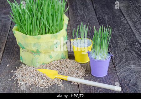 Sämling Grass, Korn und Werkzeuge, um sie kümmern. Tiefenschärfe, graues Holz Hintergrund. Stockfoto