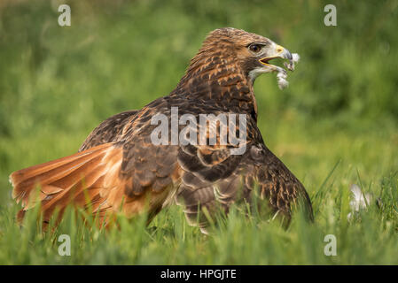 Ein rot tailed Hawk stehen auf dem Rasen mit Federn auf seinem Schnabel Essen Beute Stockfoto