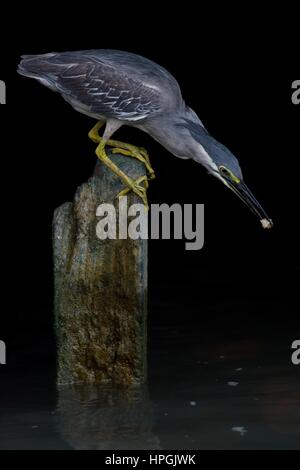 Dramatischen hell-dunkel-Porträt des quergestreiften (kleine) Reiher - Butorides Striata - thront auf einem alten hölzernen Pfosten mit Blick auf Wasser, schwarzer Hintergrund. Stockfoto