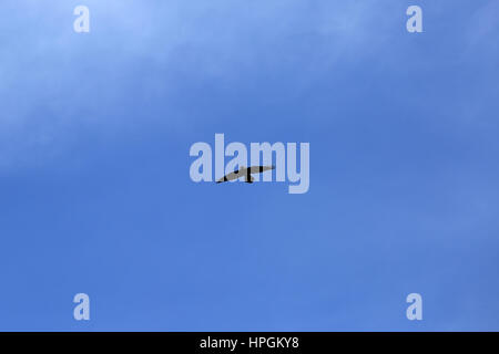 Schöne gemeinsame Rabe, Corvus Corax, gegen blauen Himmel fliegen. Stockfoto