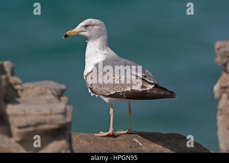 3. Winter Beinen gelb Gull Larissa Michahellis Gibraltar Stockfoto