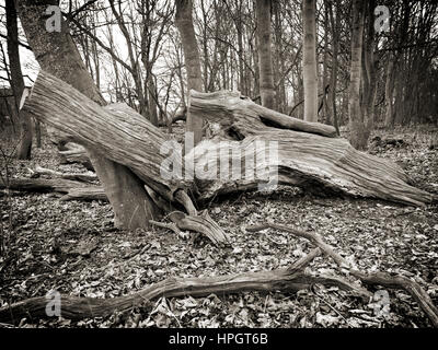 Detatails der Toten umgestürzte Bäume hautnah Stockfoto
