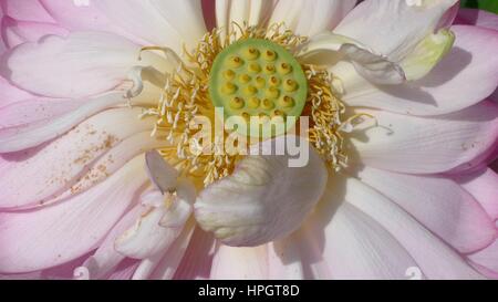 Lotusblume (Nelumbo Nucifera) Nahaufnahme von rosa Blütenblätter, Staubgefäße und pistals Stockfoto