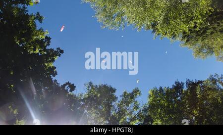 Niedrigen Winkel Ansicht der Gleitschirme in blauer Himmel über dem Baum an der Spitze, Chamonix Mont Blanc, Frankreich Stockfoto